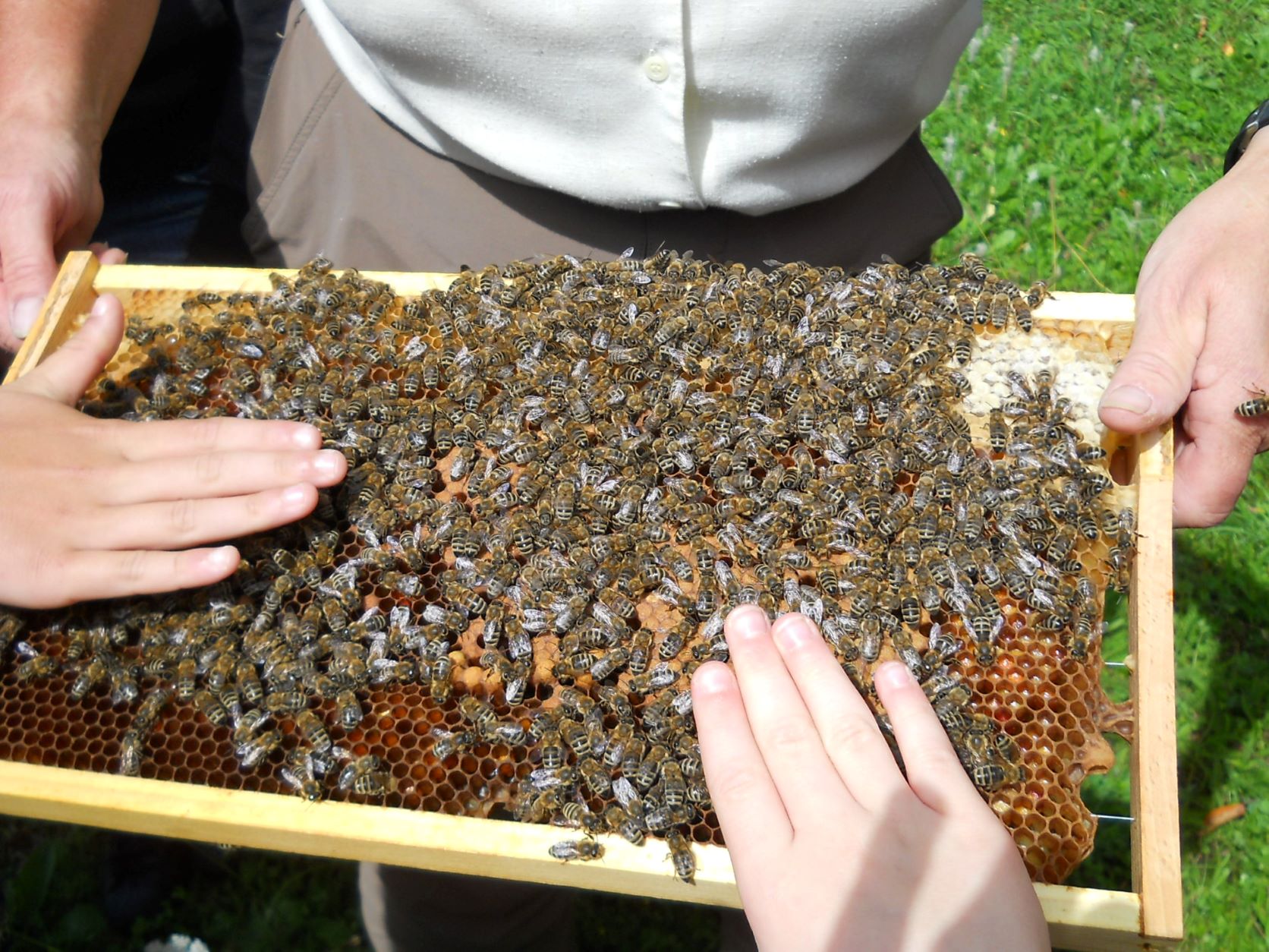 Bienen streicheln 2011
